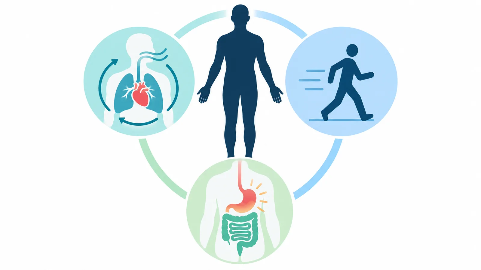 Educational diagram explaining resting metabolism, physical activity and digestion